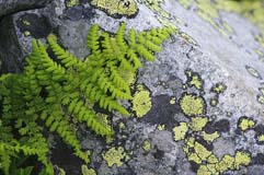 Lusen - Zum Vergroessern klicken!